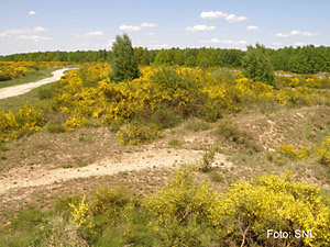 Döberitzer Heide. Foto: Sielmann Naturlanschaft Döberitzer Heide