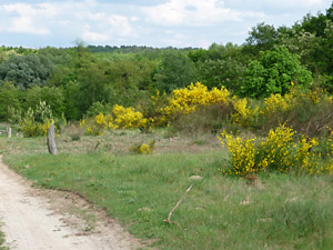 Döberitzer Heide bei Ferbitz. Foto: Bernd Herzog-Schlagk, FUSS e.V.