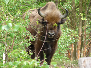 Wisent in der Eingewöhnungszone. Foto: Bernd Herzog-Schlagk, FUSS e.V.